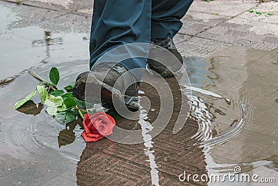 A passerby accidentally steps on a rose thrown into a dirty puddle Stock Photo