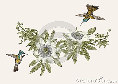 Passiflora and colibri. Vintage botanical illustration. Vector Illustration