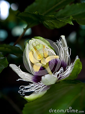 Passiflora edulis Stock Photo