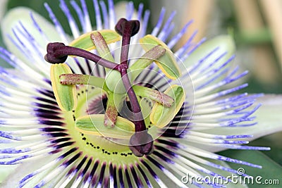 Passiflora flower Stock Photo