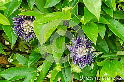 Passiflora Flower (Krishnakamal Stock Photo
