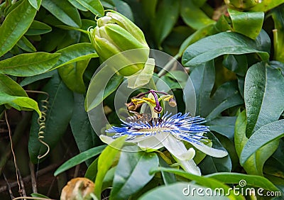 Passiflora Stock Photo