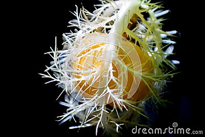 Passiflora Foetida Fruit Stock Photo