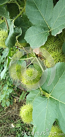 Passiflora foetida and green leaf usefull tropical plant Stock Photo