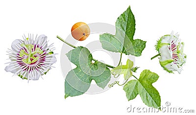 Passiflora foetida Set Stock Photo