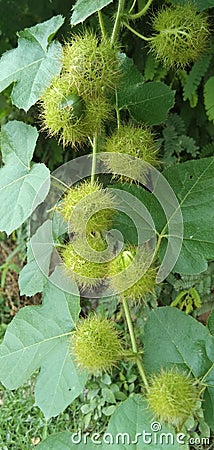 Passiflora foetida , tropical usefull green fruits and leaf Stock Photo