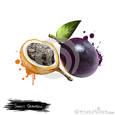 Passiflora ligularis or sweet granadilla grenadia Cartoon Illustration