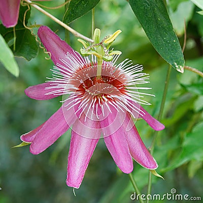 Passiflora - pink passion flower Stock Photo