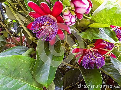 Passiflora Quadrangularis - Passion fruit flower. Stock Photo