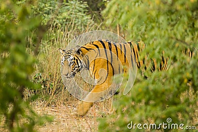 Wary, Wild Bengal Tiger Stock Photo