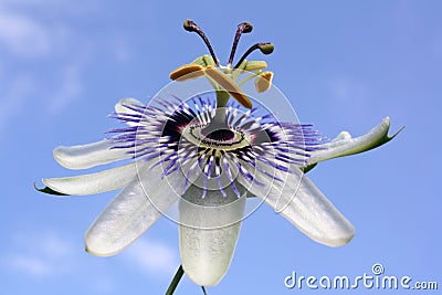 Passion Flower Stock Photo