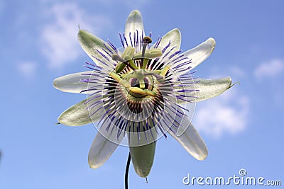 Passion Flower Stock Photo