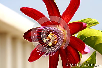 Passion Flower Stock Photo