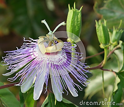 Passion flower Stock Photo