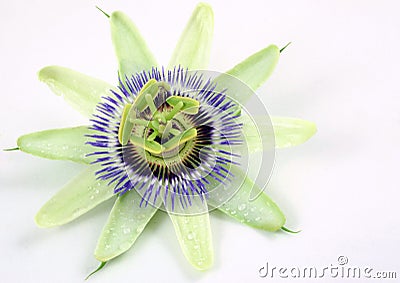 Passion flower Stock Photo