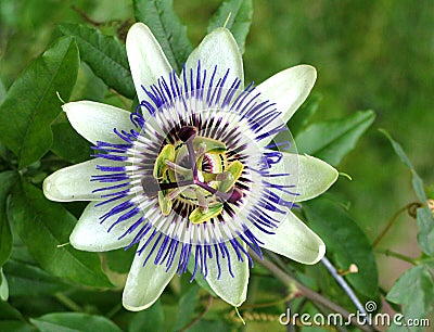 Passion flower Stock Photo