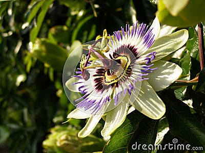 Passion Flower Stock Photo