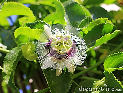 Passion flower blooming Stock Photo