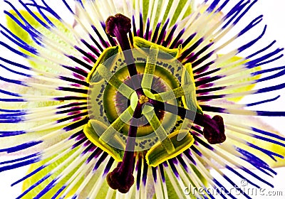 Passion flower Stock Photo