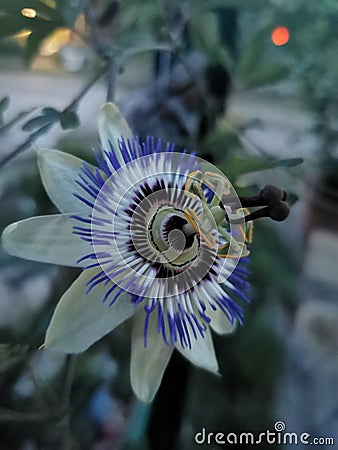 Passion flower medicinal hern for stress Stock Photo