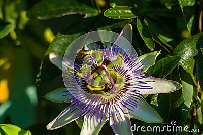 passion flower Passiflora caerulea Passionflower against green garden background Stock Photo