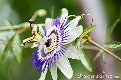 Passion flower - Passiflora incarnata Stock Photo