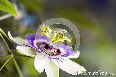 Passion flower Passiflora incarnata Stock Photo