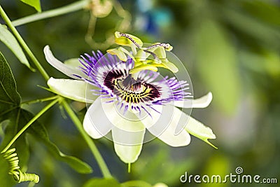 Passion flower Passiflora incarnata Stock Photo
