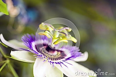 Passion flower Passiflora incarnata Stock Photo