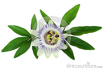 Passion Flower (Passiflora) isolated clipping path included Stock Photo
