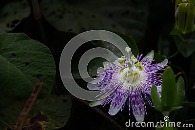 Passion flower with white and purple petals surrounded by green leaves Stock Photo