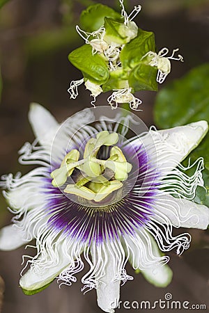 close up of a passion fruit flower Stock Photo