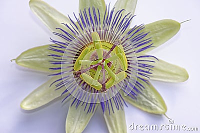 Passion Fruit Flower Stock Photo