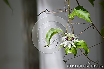 Passion fruit flower and the leaves macro photography Stock Photo