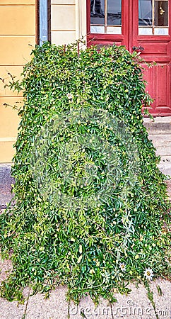 Passion plant as a climbing plant on an old house entrance Stock Photo