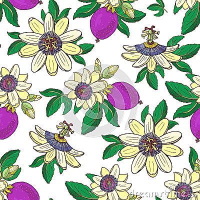 Passionflower passiflora,passion purple fruit on a white background Floral seamless Vector Illustration
