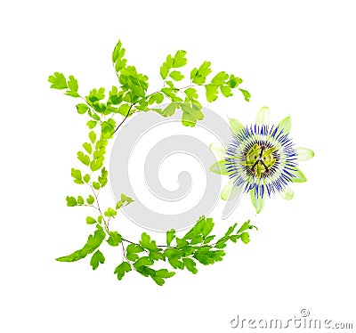 Passionflower is surrounded with an ornament from Maidenhair leaves Stock Photo