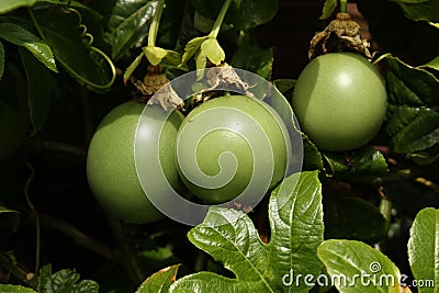 Passionfruit Stock Photo