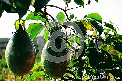 Passions fruits, garden, juice Stock Photo