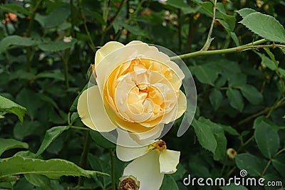 Pastel amber yellow flower of rose in June Stock Photo