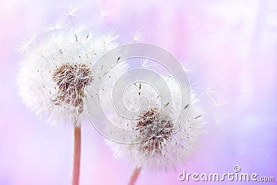 Pastel background of two beautiful dandelion flowers with flying feathers. Spring or summer nature scene Stock Photo