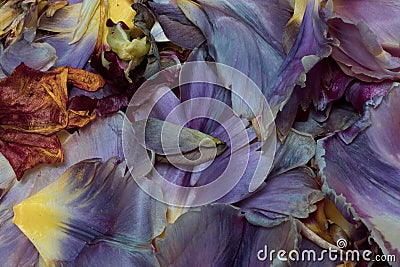 Pastel color collage of tulip petals, macro of a bed of petals seen from the top in vintage painting Stock Photo