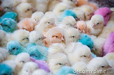 Pastel-colored baby chicks Stock Photo