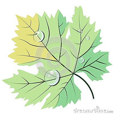 Light green grape leave in dew drops flat style vector. Vector Illustration