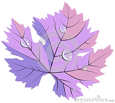 Purple pink grape leave in dew drops flat style vector. Vector Illustration