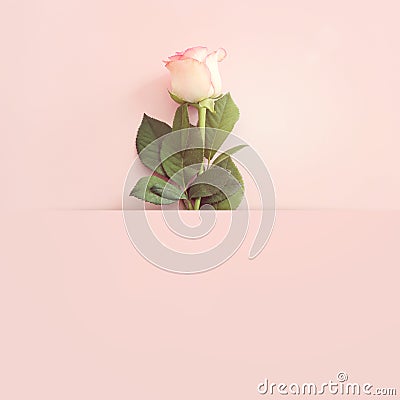 Pastel delicate background with pink one rose. Top view Stock Photo