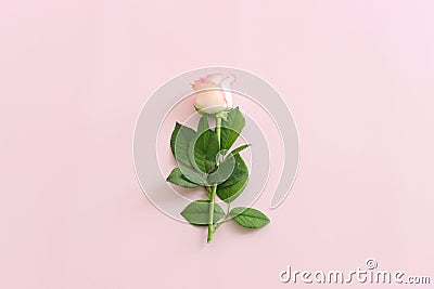 Pastel delicate background with pink one rose. Top view Stock Photo