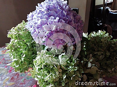 Pastels hydrangea theme Stock Photo