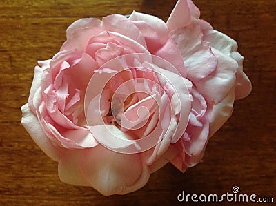 Pastel Pink Old Fashioned Rose Stock Photo