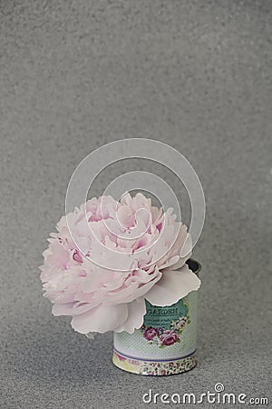 Pastel Pink Peony Still Life Stock Photo